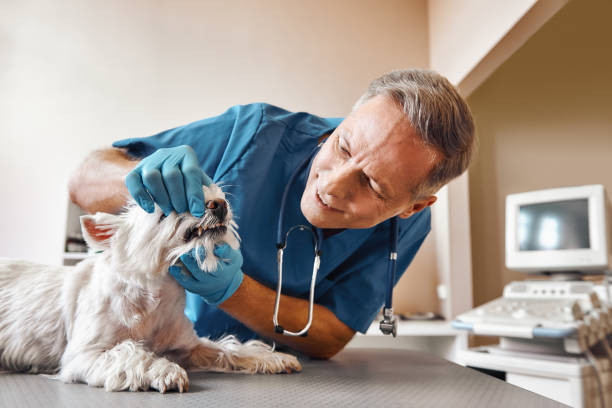 Best Chipped Tooth Repair Near Me  in Thomasboro, IL